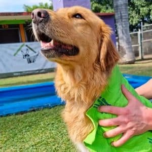 Super Shorby - Toalla Súper Absorbente Alemania - Pack 4 uni